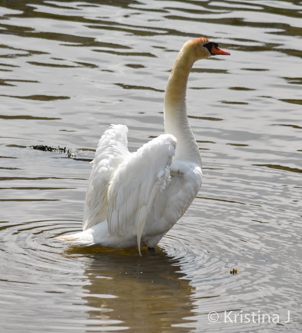 Swan11a