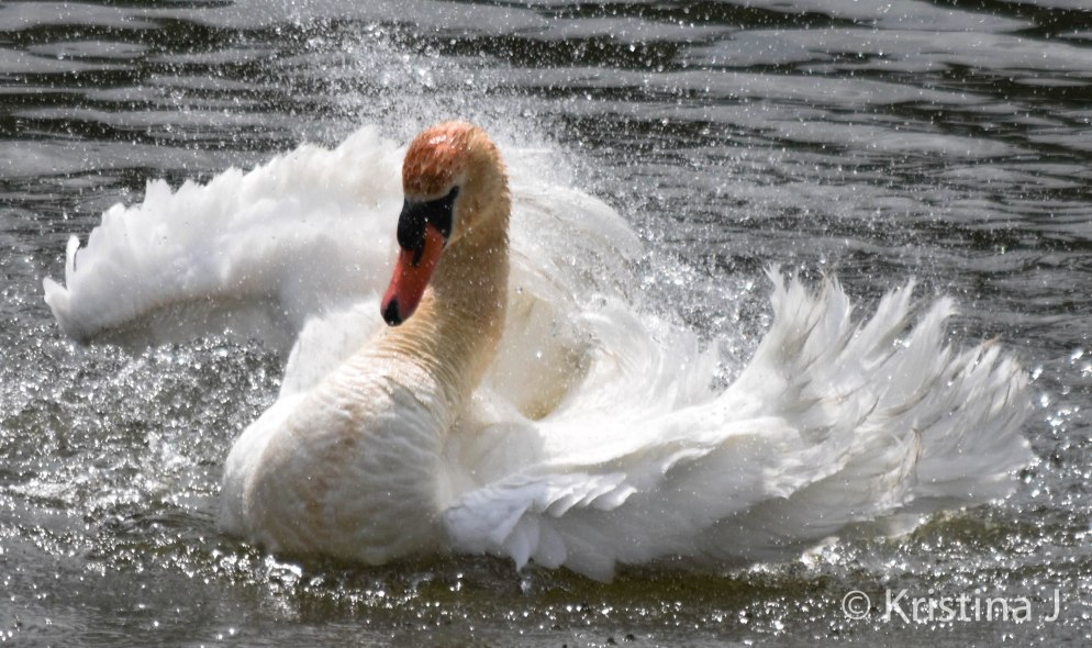 Swan4